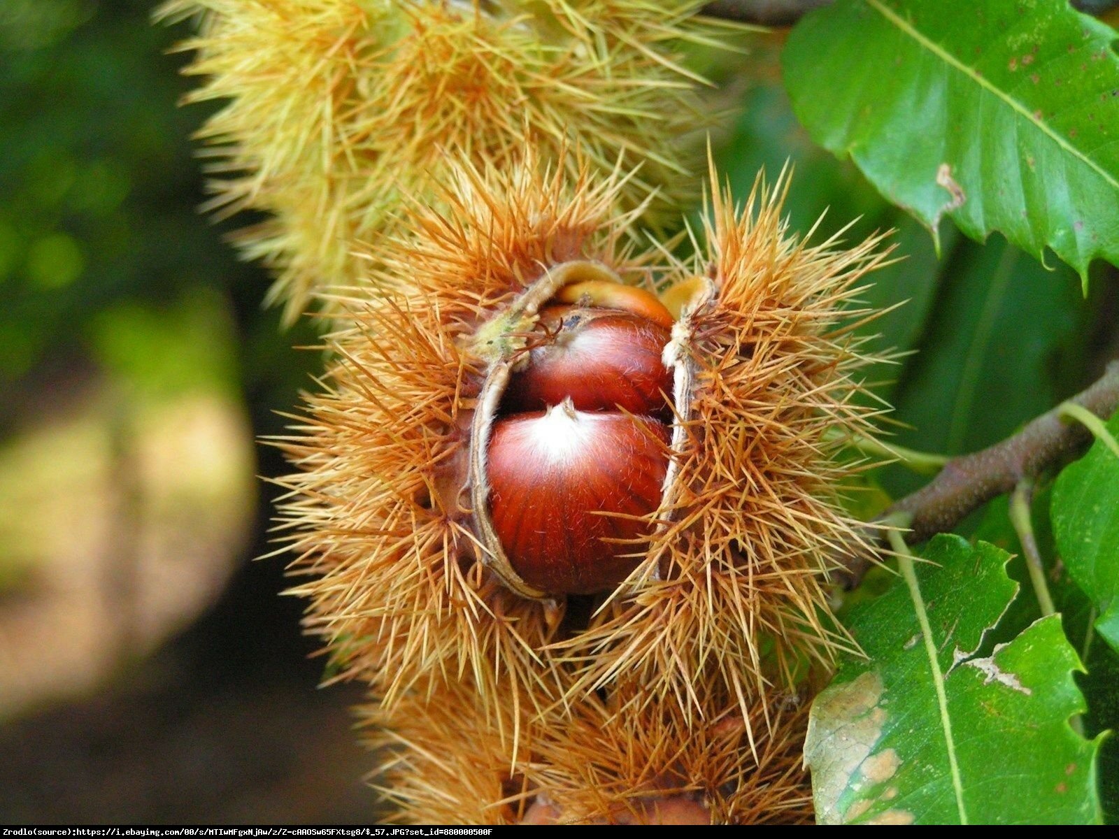 Kasztan jadalny Pan Kuca - Castanea sativa Pan Kuca 