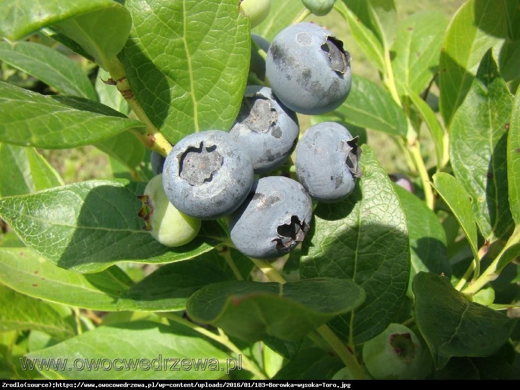 Borówka amerykańska Toro 3 letnia - Vaccinium corymbosum  Toro 