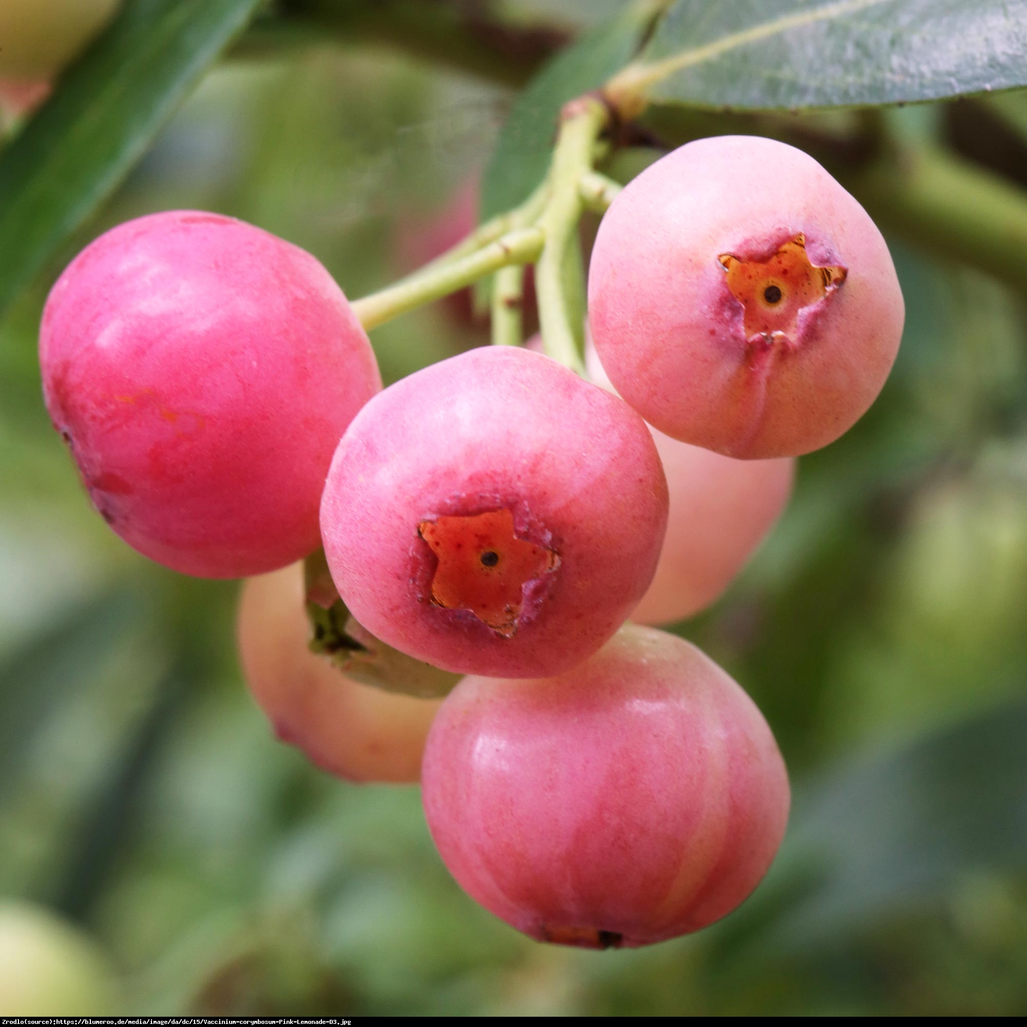 Borówka amerykańska Pink Lemonade 3 letnia - Vaccinium corymbosum Pink Lemonade