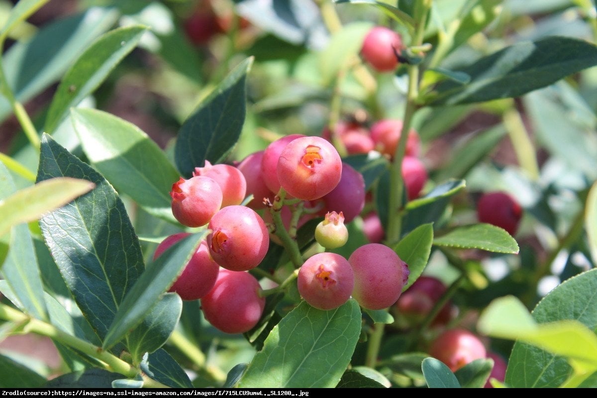 Borówka amerykańska Pink Lemonade 3 letnia - Vaccinium corymbosum Pink Lemonade