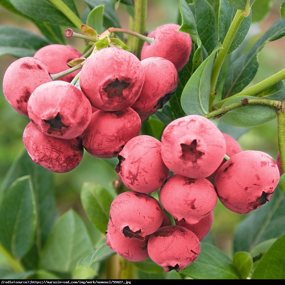 Borówka amerykańska Pink Lemonade 3 letnia - Vaccinium corymbosum Pink Lemonade