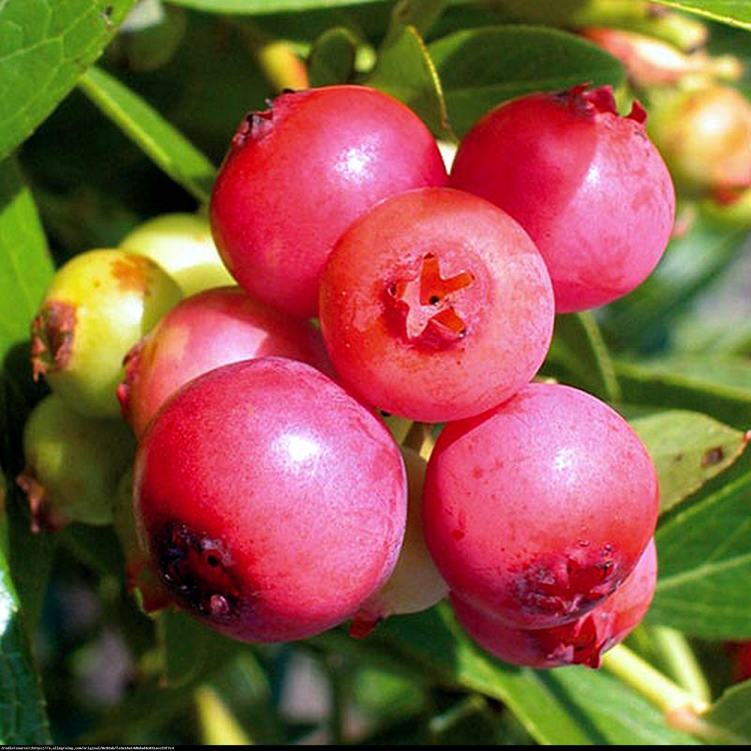 Borówka amerykańska Pink Lemonade 3 letnia - Vaccinium corymbosum Pink Lemonade