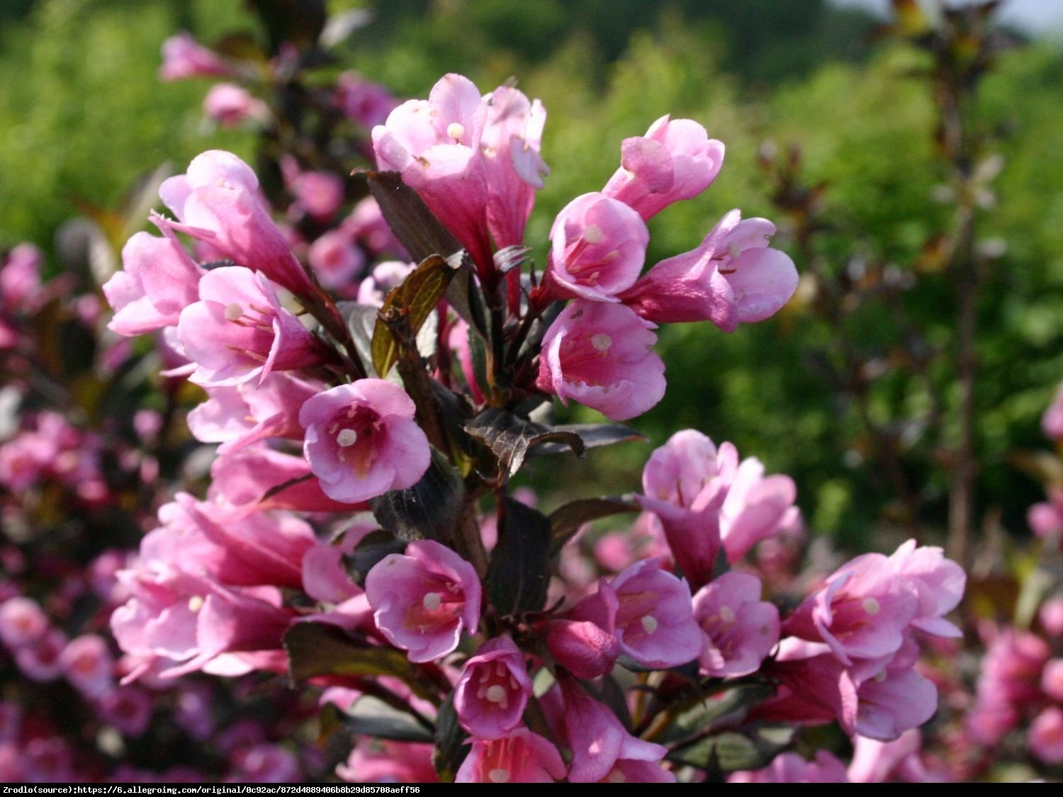 krzewuszka cudowna Nana Purpurea  - Weigela florida Nana Purpurea 