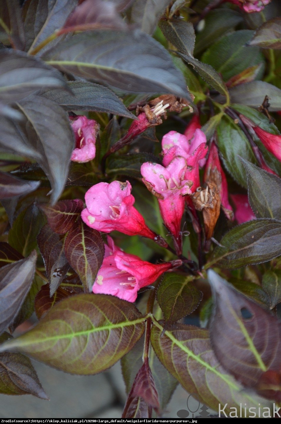 krzewuszka cudowna Nana Purpurea  - Weigela florida Nana Purpurea 