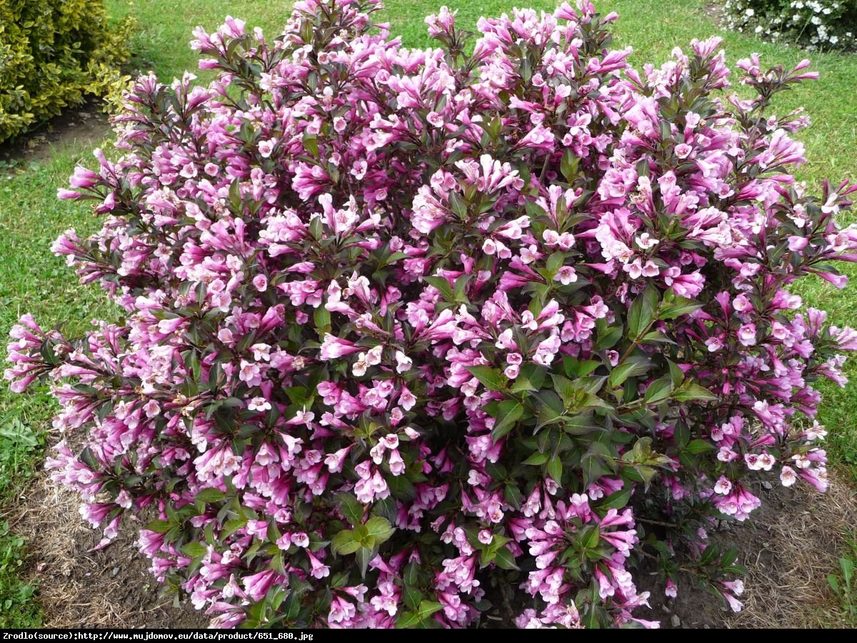 krzewuszka cudowna Nana Purpurea  - Weigela florida Nana Purpurea 