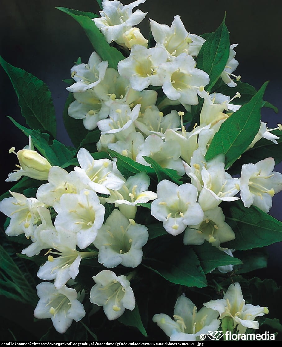 krzewuszka Candida  - Weigela Candida