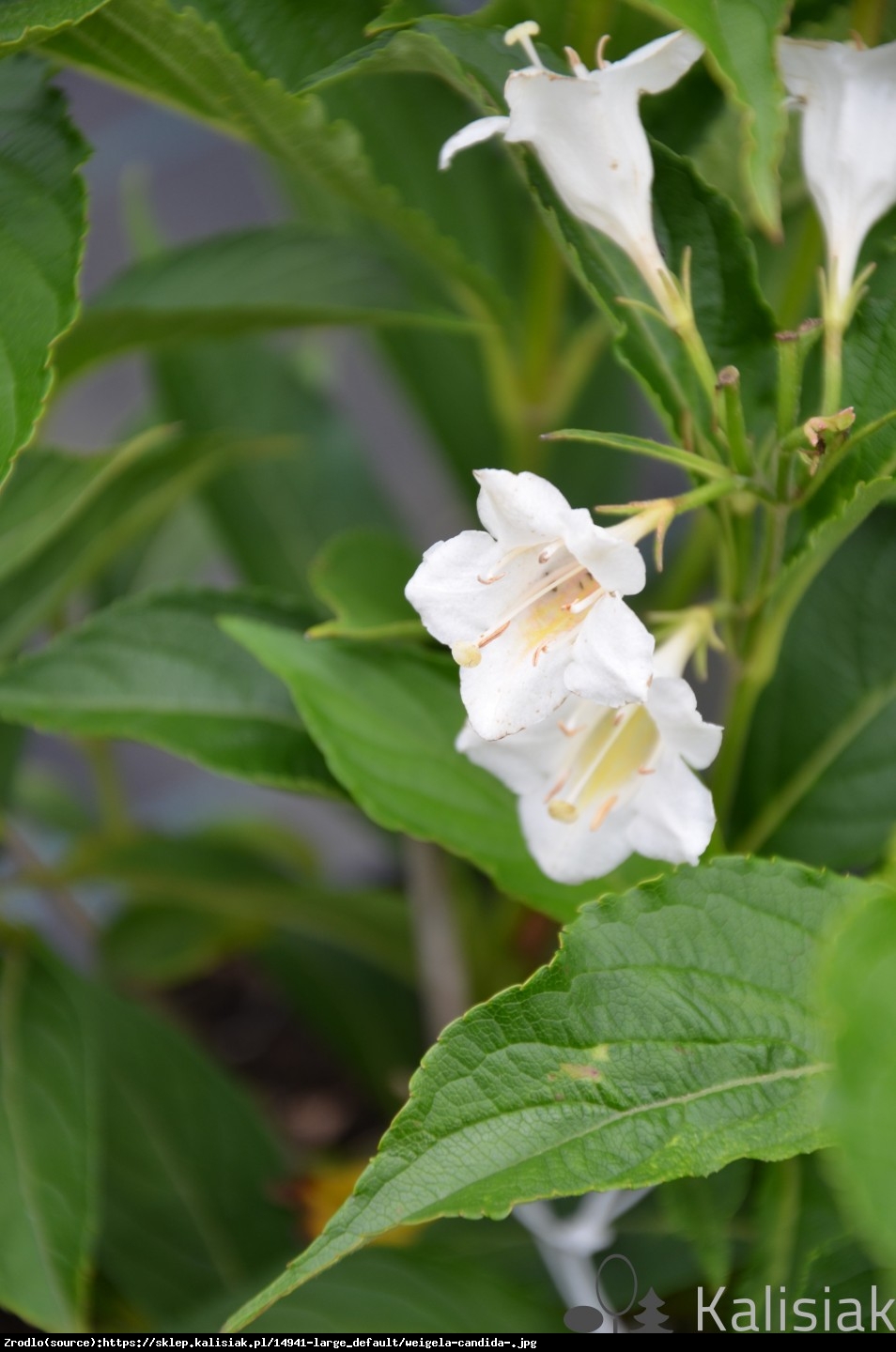 krzewuszka Candida  - Weigela Candida