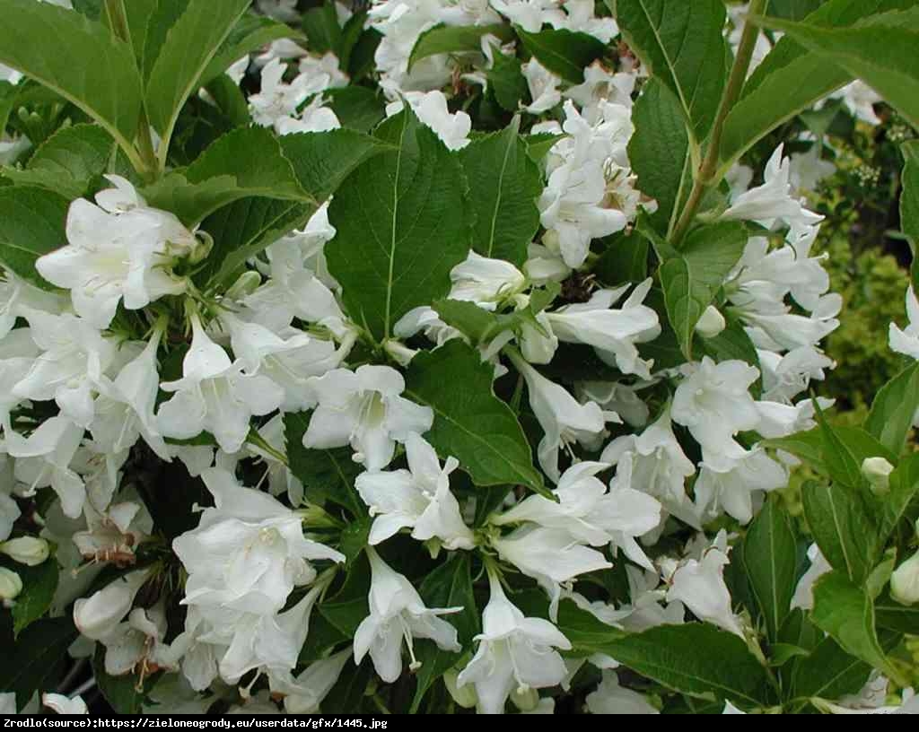 krzewuszka Candida  - Weigela Candida