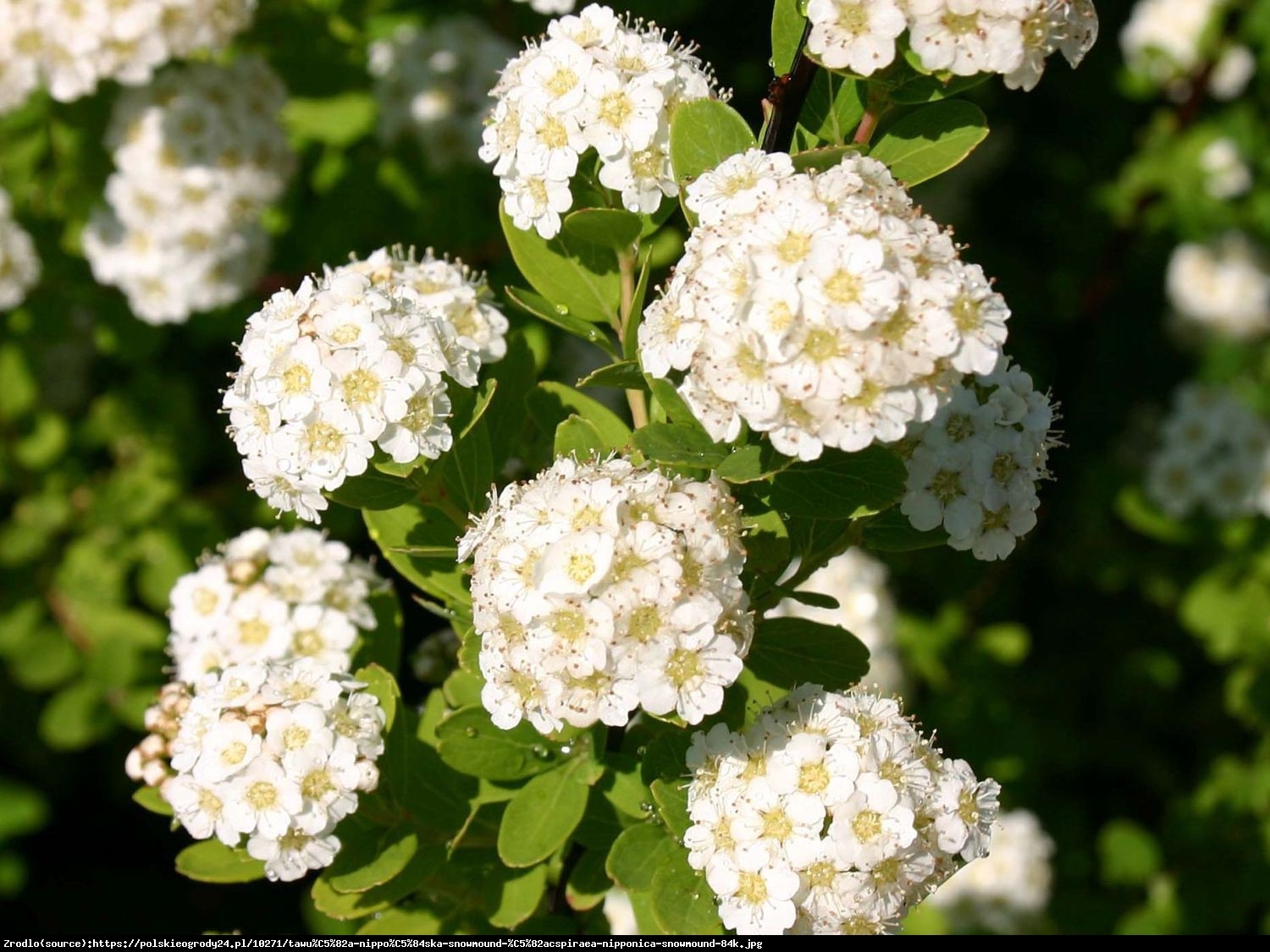 tawuła nippońska WHITE CARPET Gelspir  - Spiraea nipponica WHITE CARPET Gelspir 