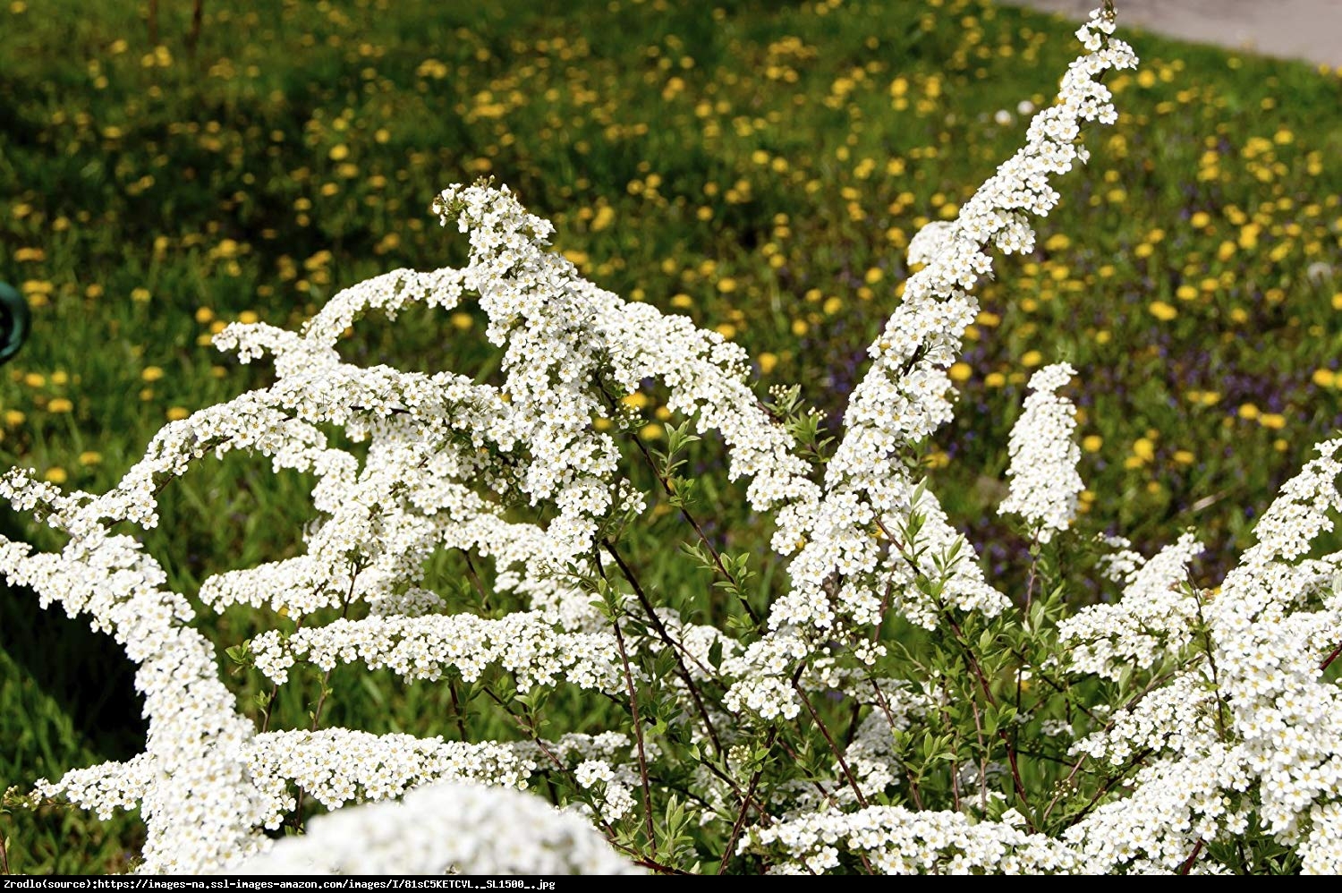 tawuła nippońska WHITE CARPET Gelspir  - Spiraea nipponica WHITE CARPET Gelspir 