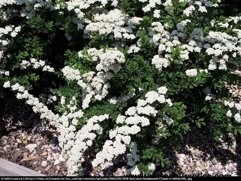 tawuła nippońska WHITE CARPET Gelspir  - Spiraea nipponica WHITE CARPET Gelspir 