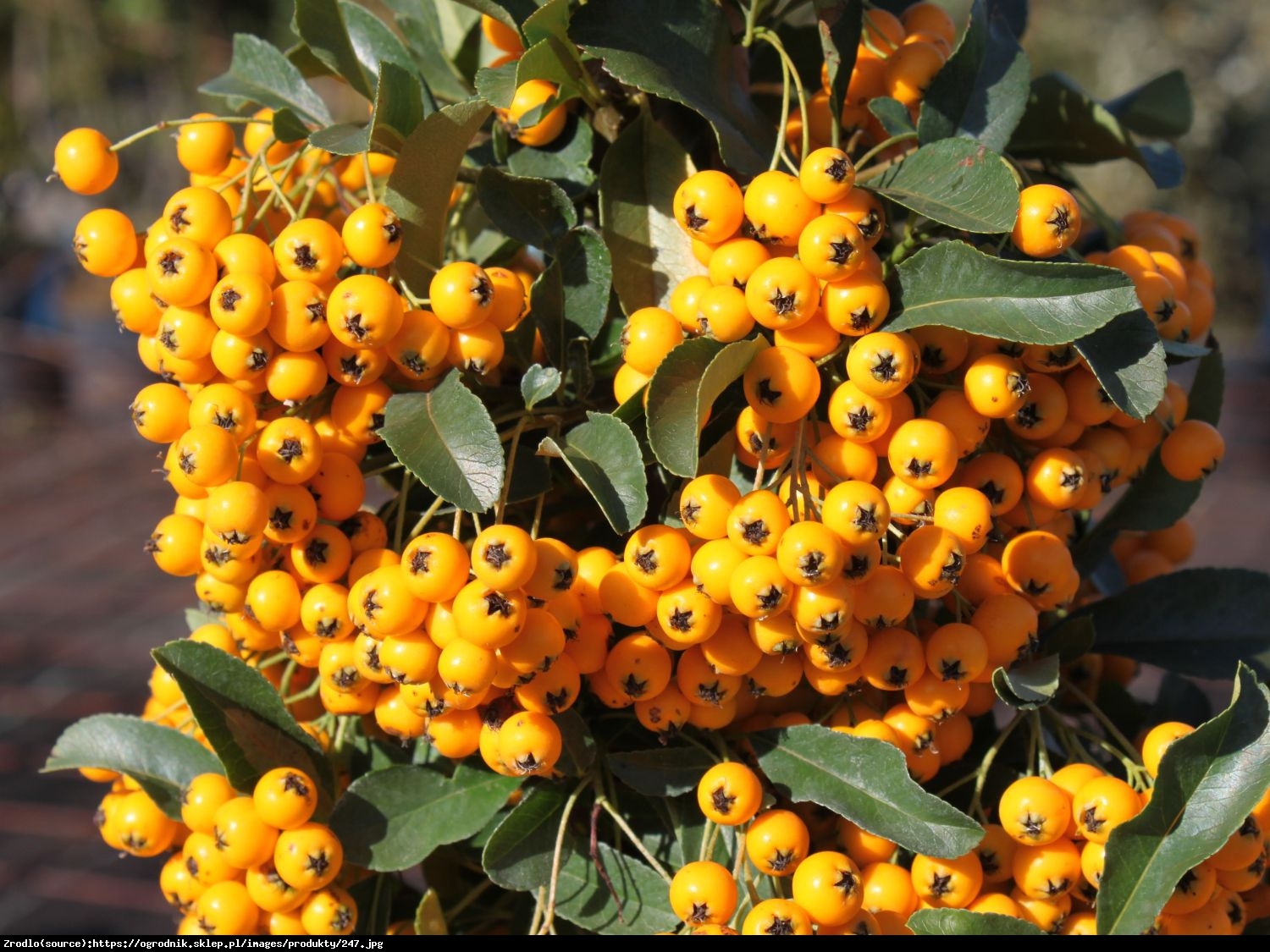 Ognik  Soleil d Or - Bananowa Jarzębina - Pyracantha  Soleil d Or 