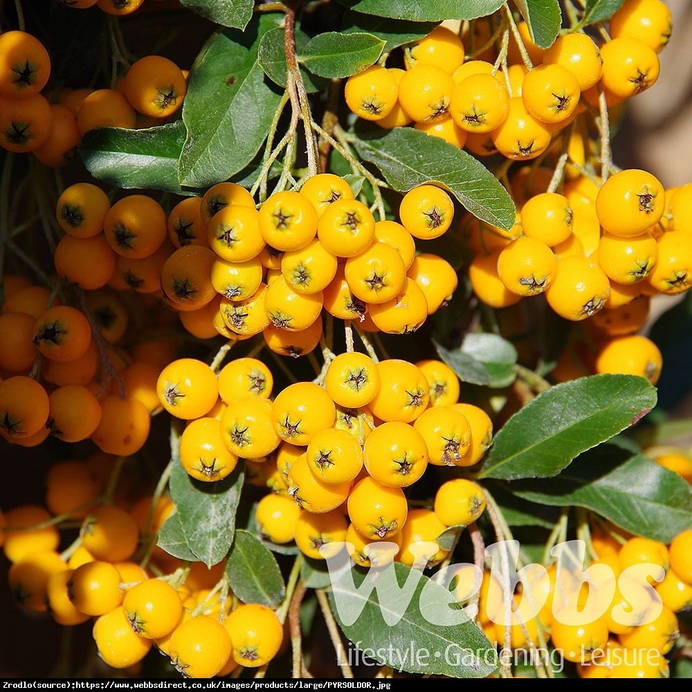 Ognik  Soleil d Or - Bananowa Jarzębina - Pyracantha  Soleil d Or 