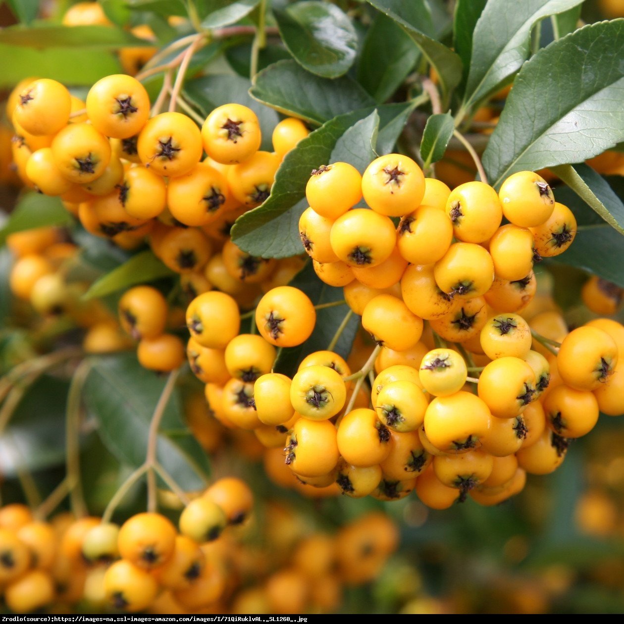 Ognik  Soleil d Or - Bananowa Jarzębina - Pyracantha  Soleil d Or 