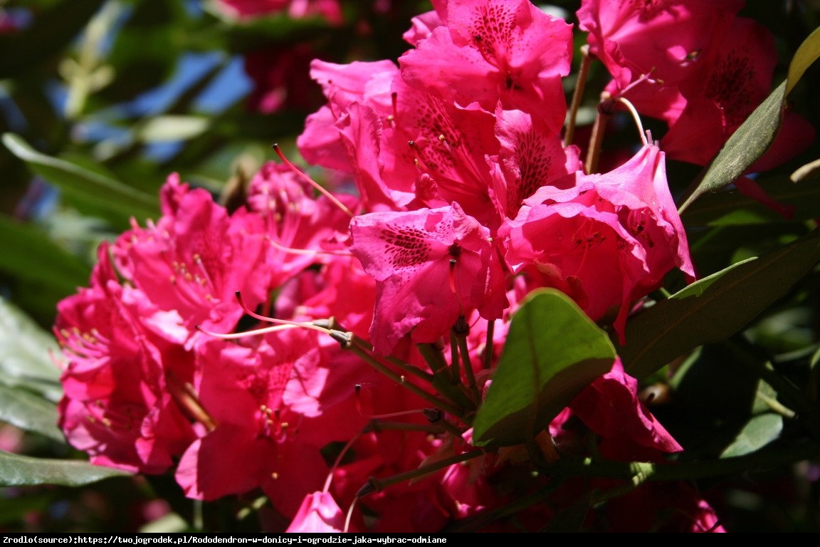 Różanecznik Nova Zembla - Rododendron Nova Zembla