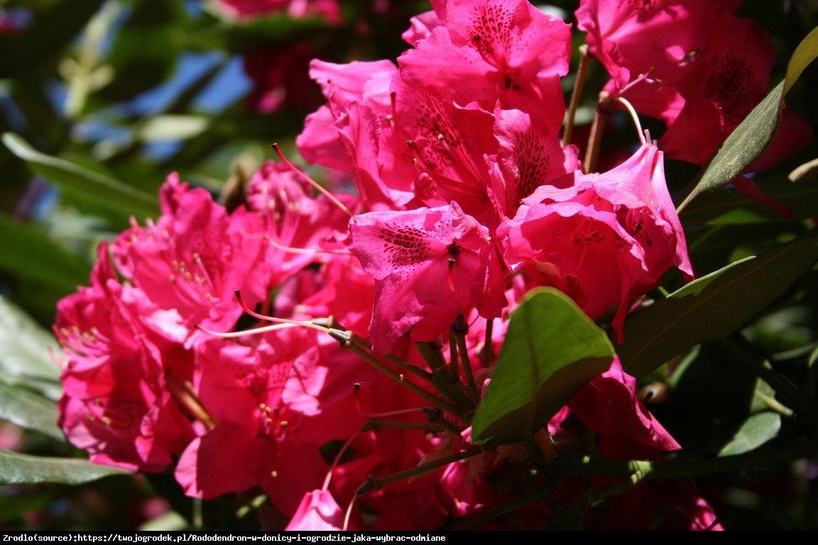 Różanecznik Nova Zembla - Rododendron Nova Zembla