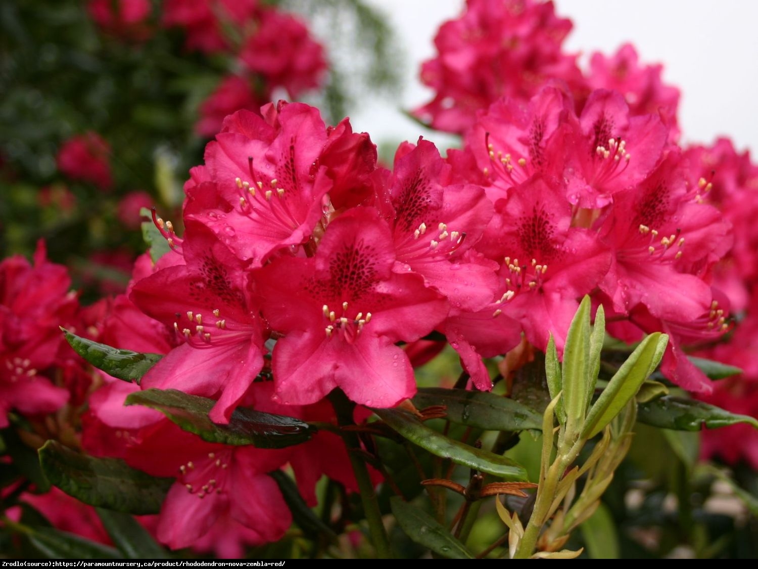 Różanecznik Nova Zembla - Rododendron Nova Zembla