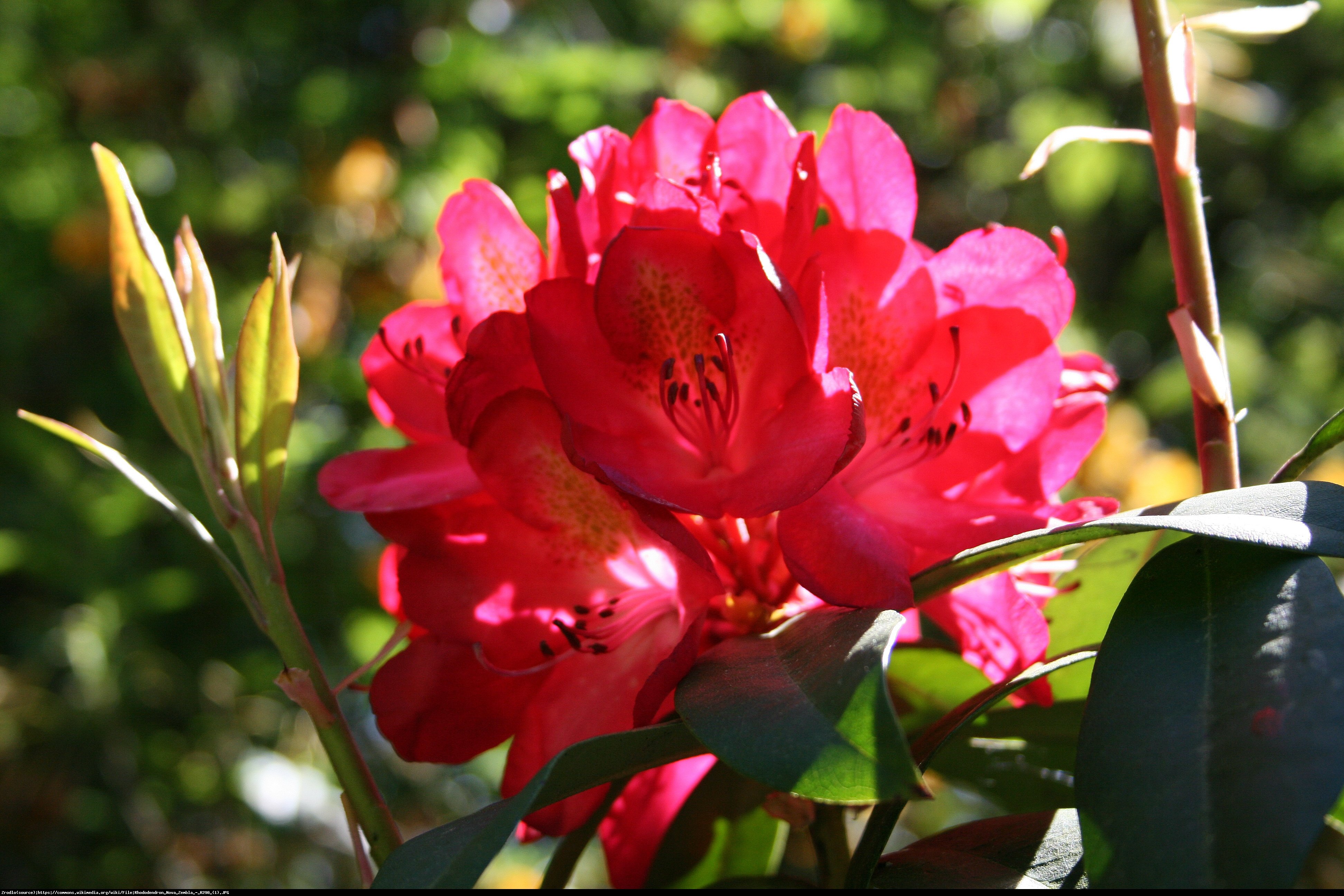 Różanecznik Nova Zembla - Rododendron Nova Zembla