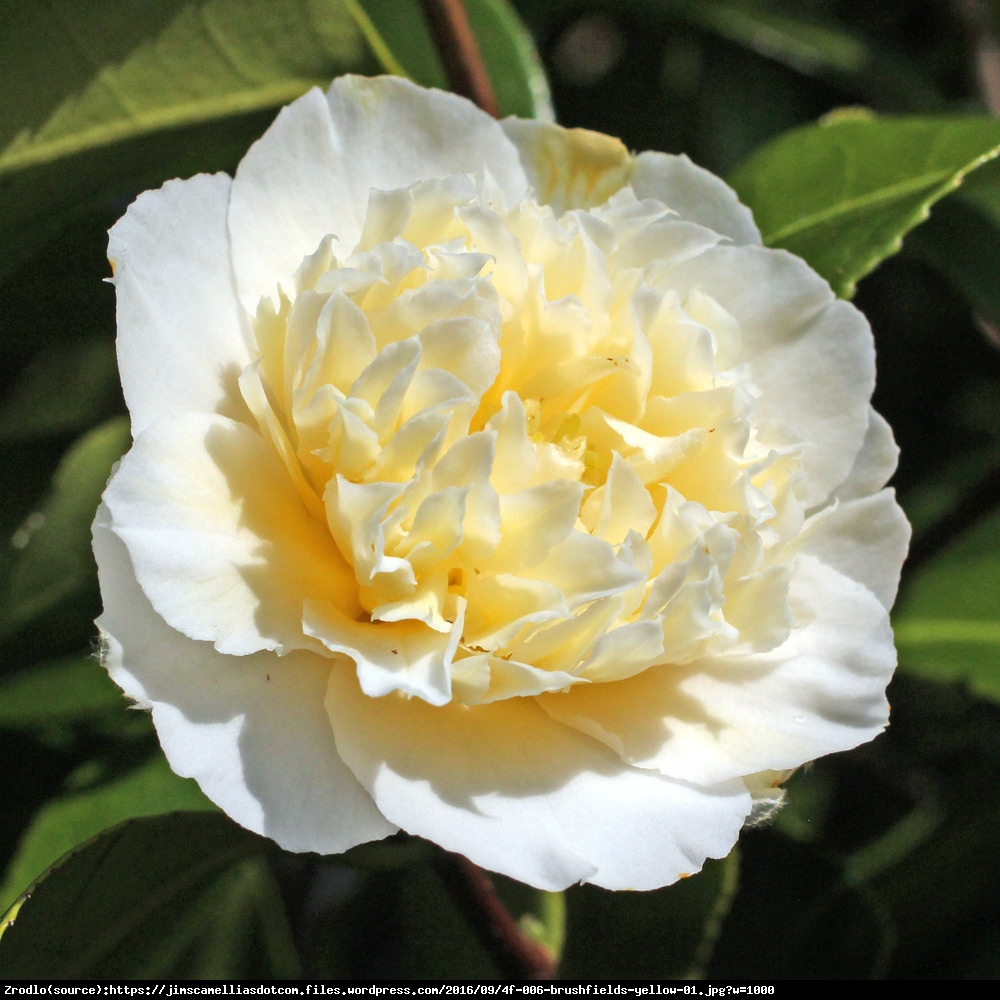 kamelia japonska Brushfields Yellow  - Camellia japonica  Brushfields Yellow 
