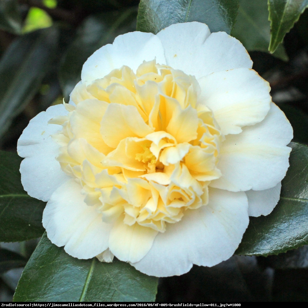 kamelia japonska Brushfields Yellow  - Camellia japonica  Brushfields Yellow 