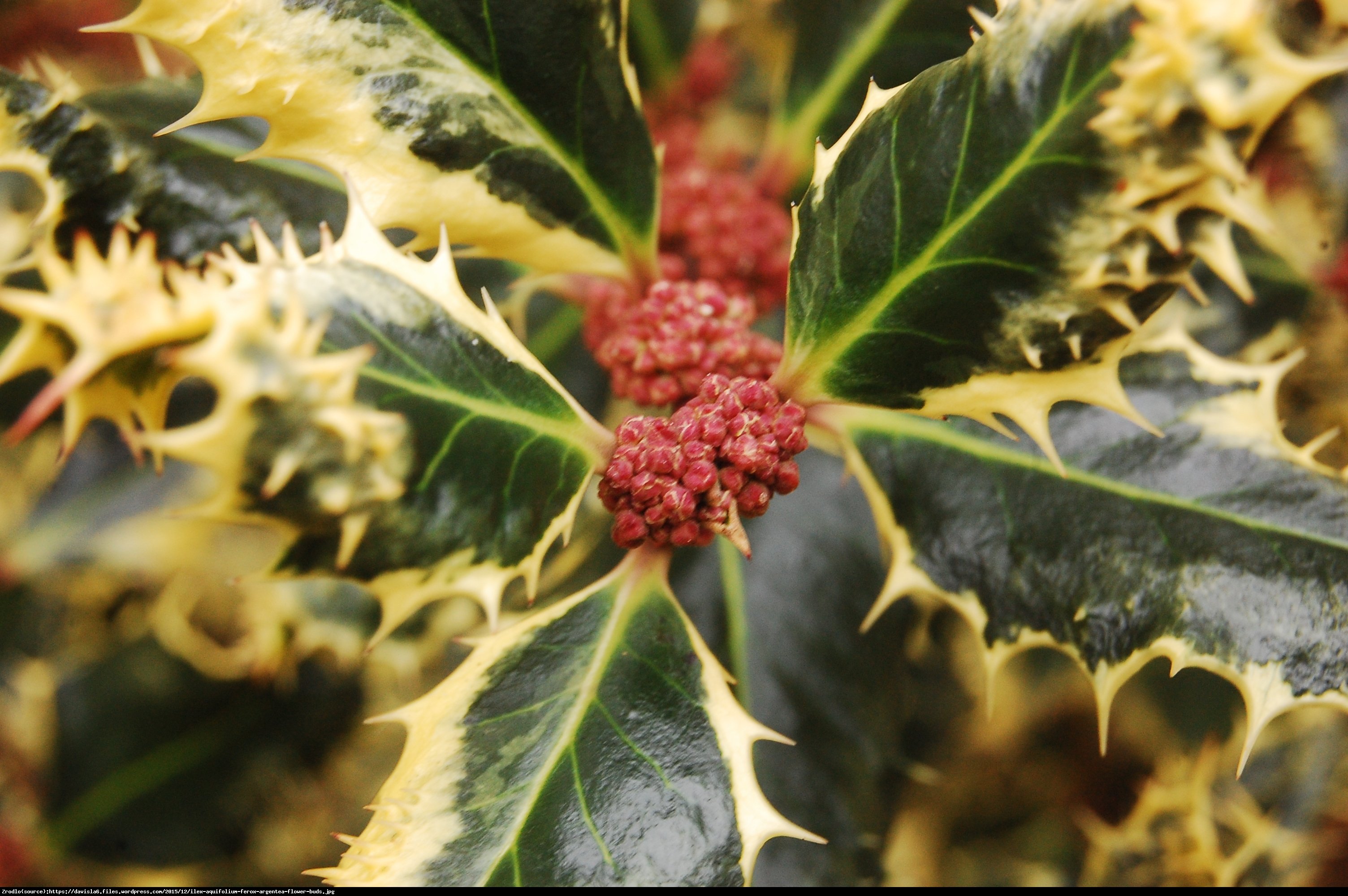 Ostrokrzew kolczasty Ferox Argentea Męski - Ilex aquifolium Ferox Argentea 