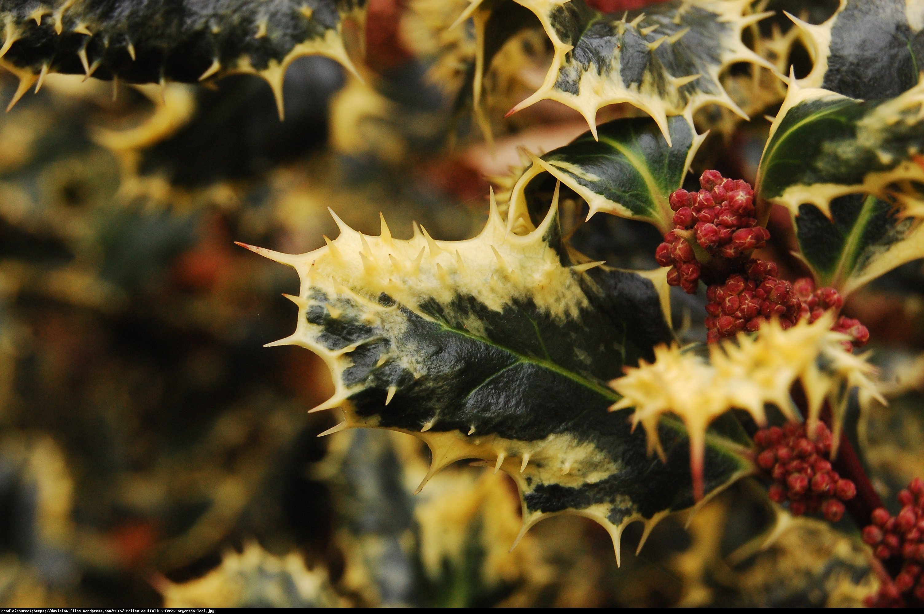 Ostrokrzew kolczasty Ferox Argentea Męski - Ilex aquifolium Ferox Argentea 