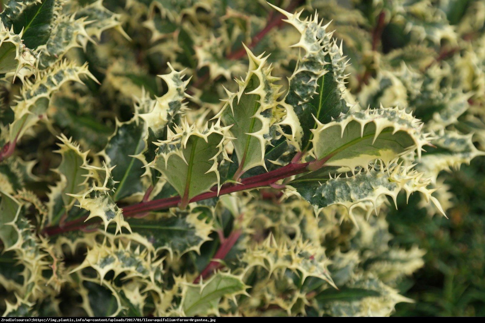 Ostrokrzew kolczasty Ferox Argentea Męski - Ilex aquifolium Ferox Argentea 