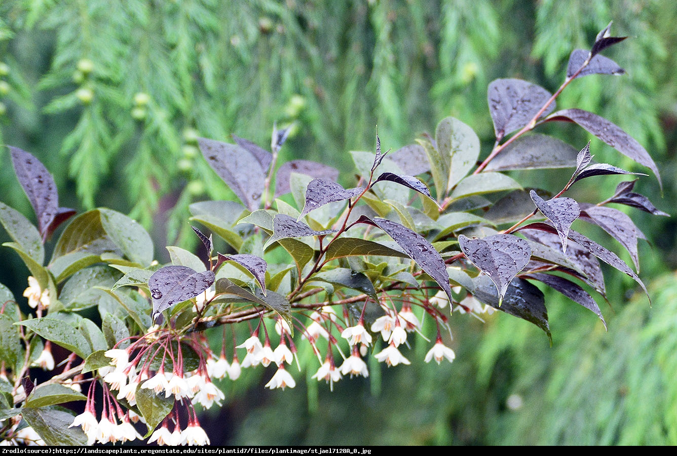 Styrak japoński EVENING LIGHT  - Styrax japonica EVENING LIGHT