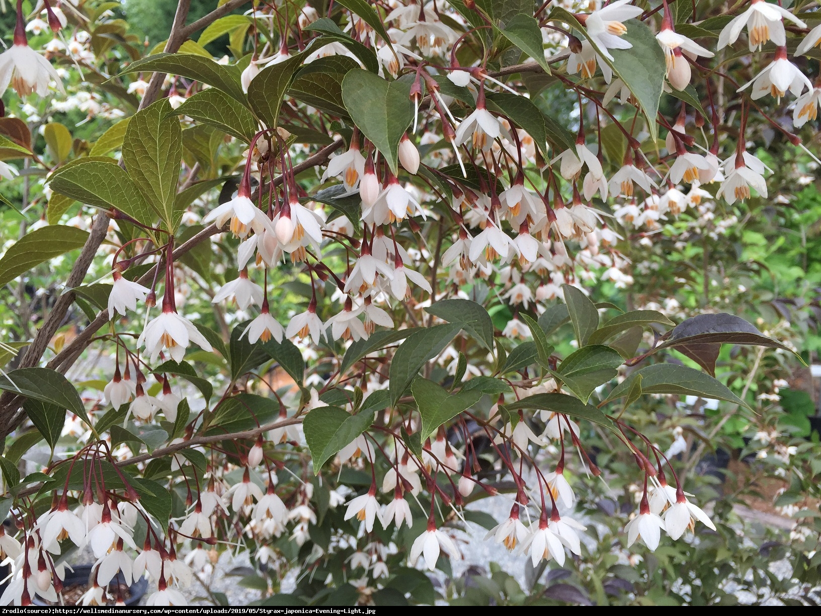 Styrak japoński EVENING LIGHT  - Styrax japonica EVENING LIGHT