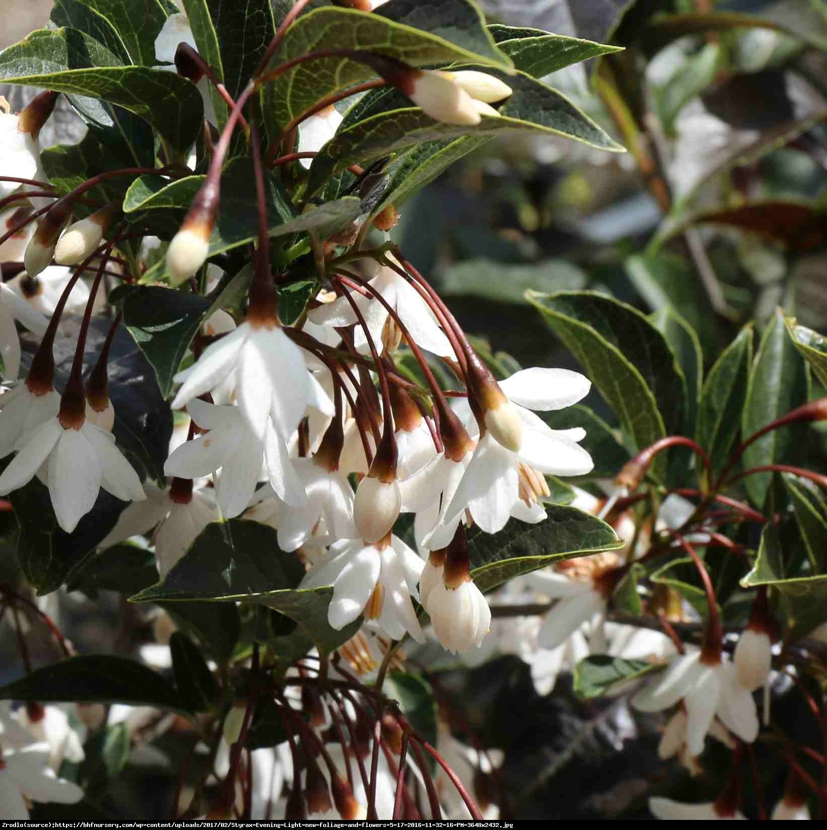 Styrak japoński EVENING LIGHT  - Styrax japonica EVENING LIGHT