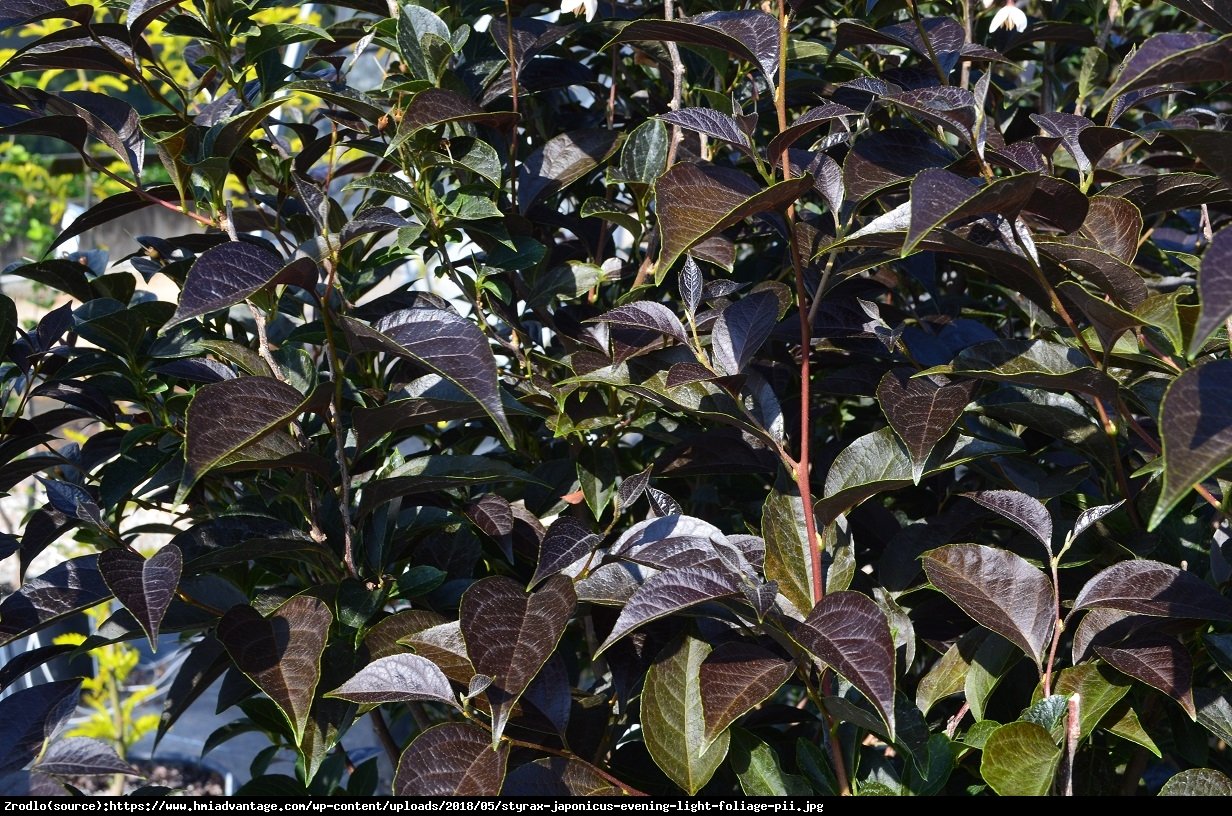 Styrak japoński EVENING LIGHT  - Styrax japonica EVENING LIGHT