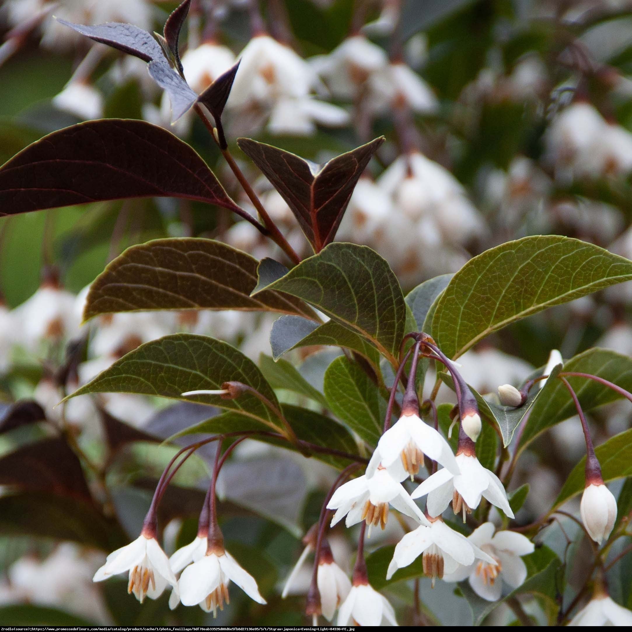 Styrak japoński EVENING LIGHT  - Styrax japonica EVENING LIGHT