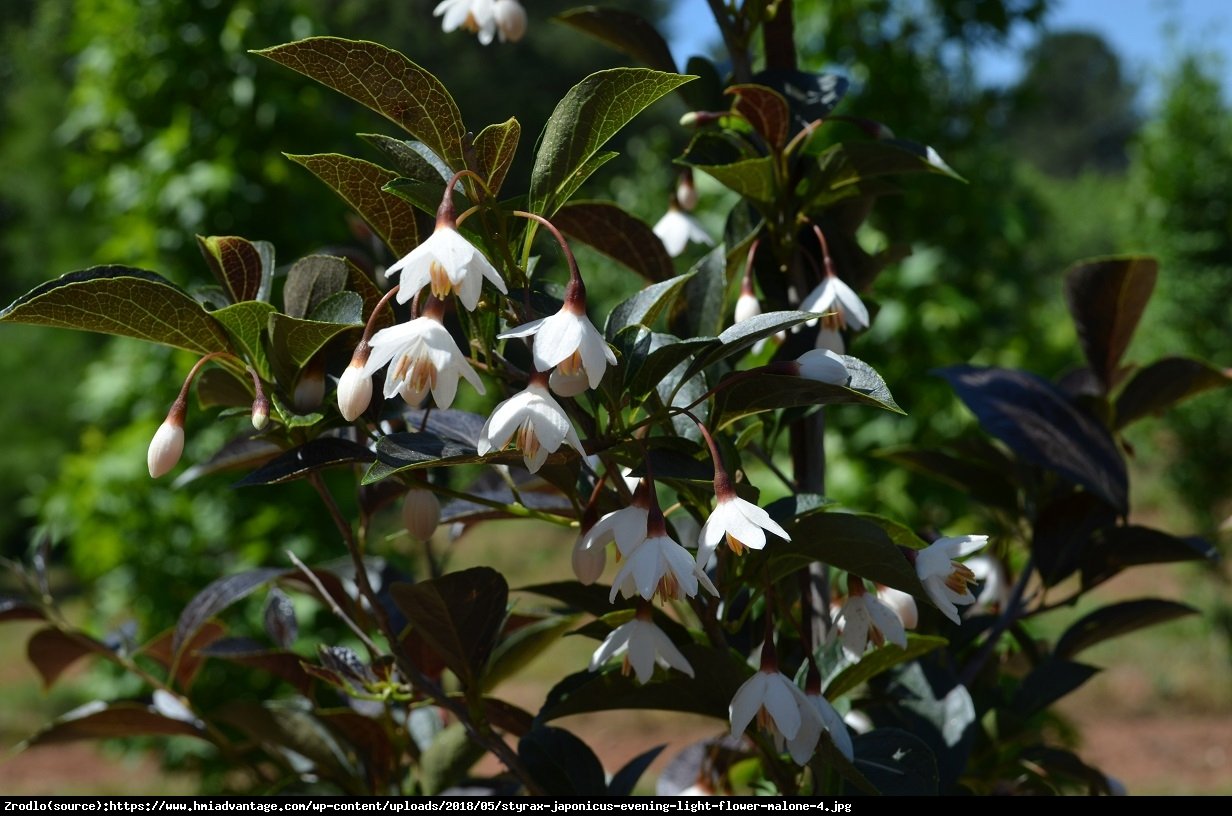 Styrak japoński EVENING LIGHT  - Styrax japonica EVENING LIGHT