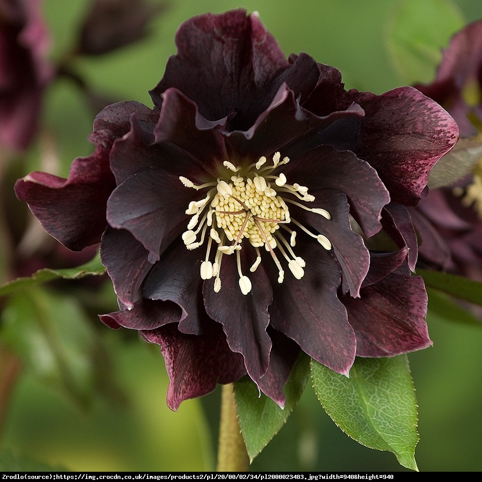 Ciemiernik wschodni Double Ellen Purple OKAZJA !!! - Helleborus orientalis Double Ellen Purple