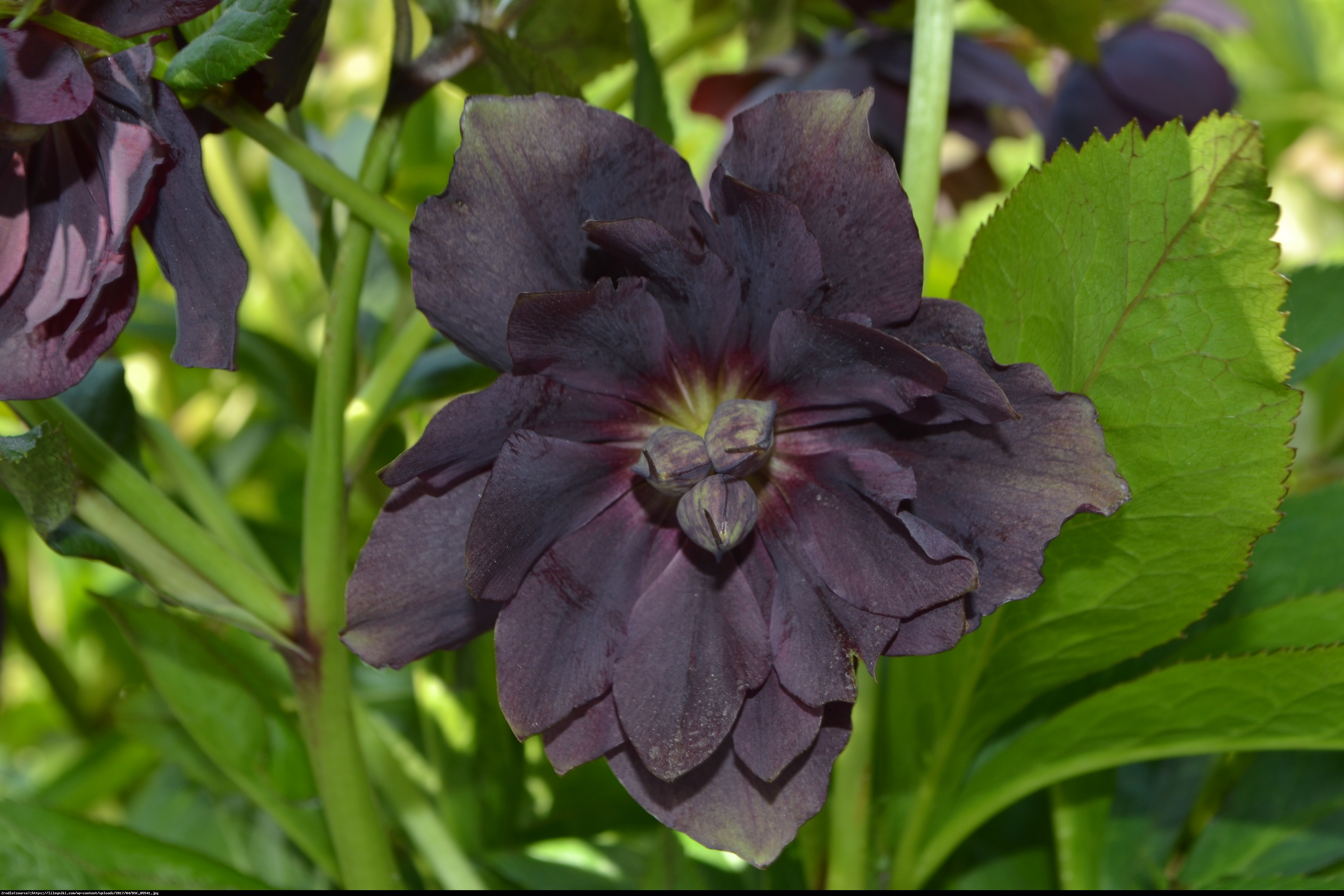 Ciemiernik wschodni Double Ellen Purple OKAZJA !!! - Helleborus orientalis Double Ellen Purple