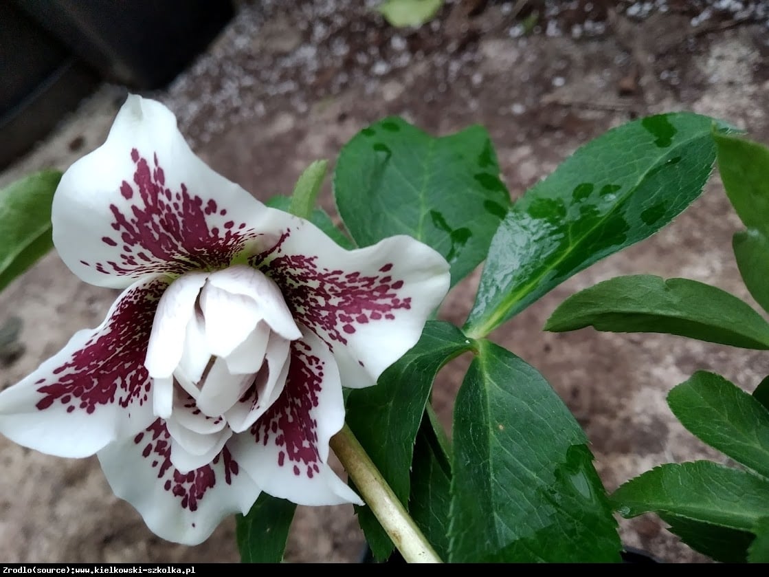 Ciemiernik wschodni Double Ellen Spotted White OKAZJA! - Helleborus orientalis Double Ellen Spotted White