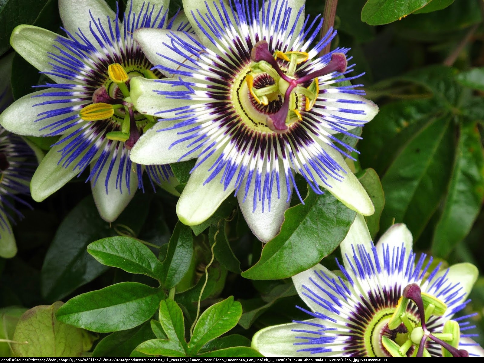 Męczennica błękitna - Passiflora caerulea