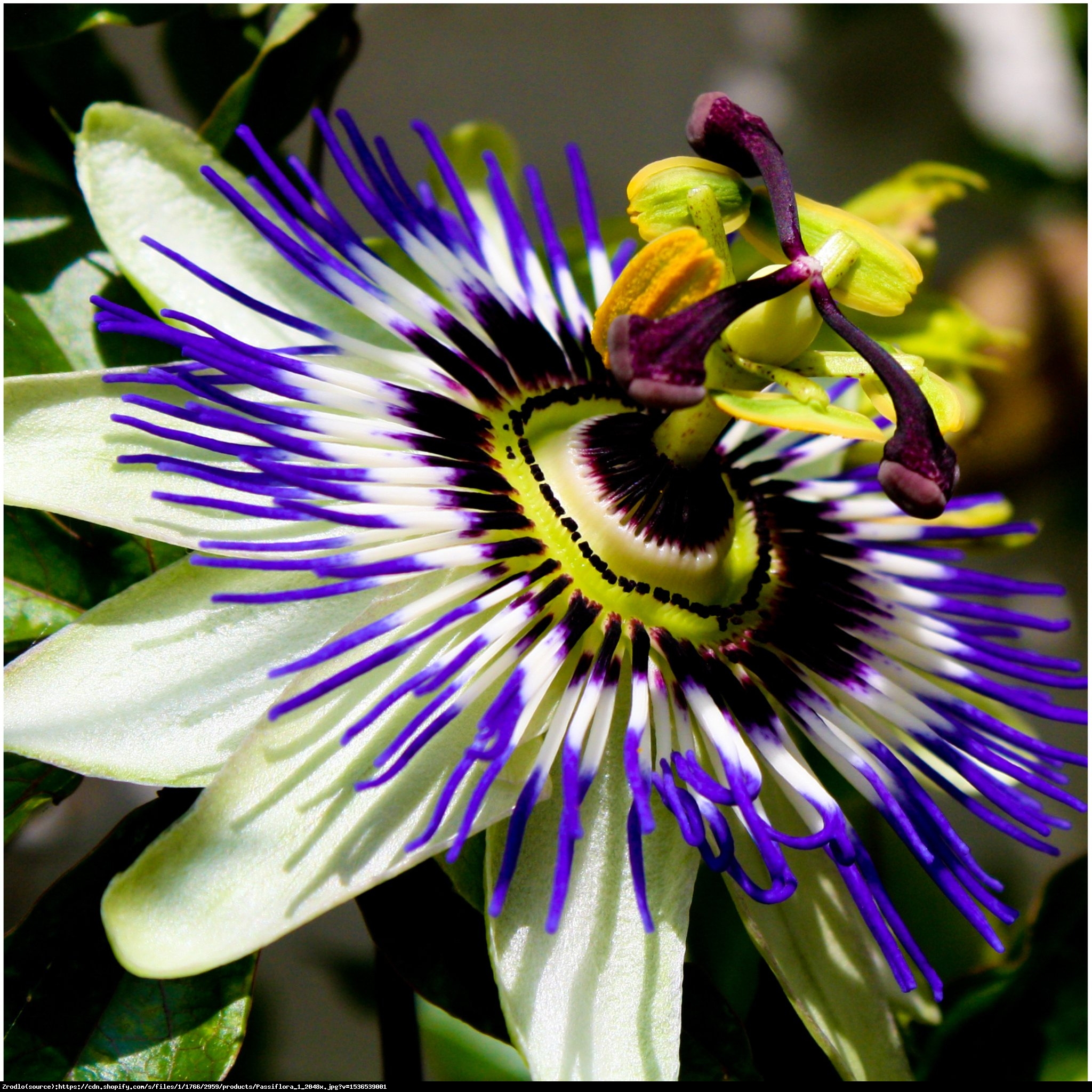 Męczennica błękitna - Passiflora caerulea