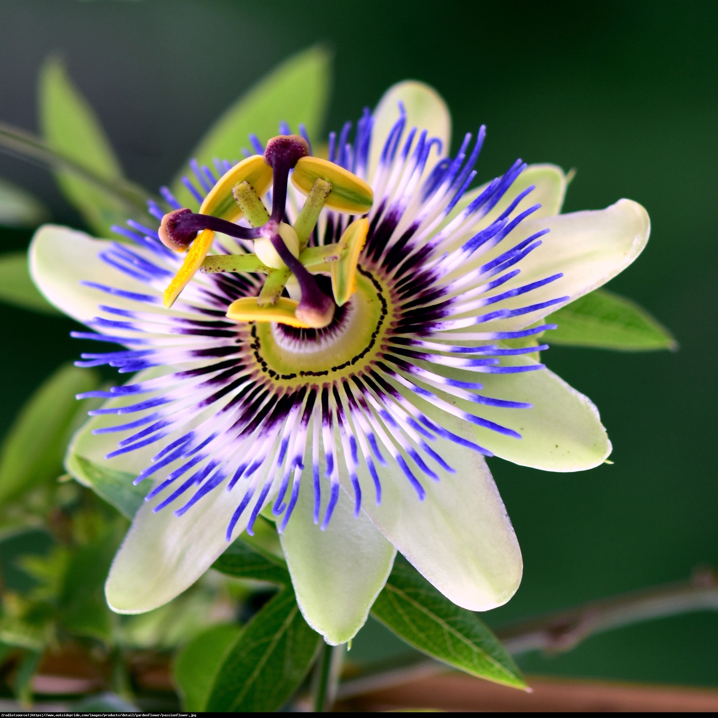 Męczennica błękitna - Passiflora caerulea