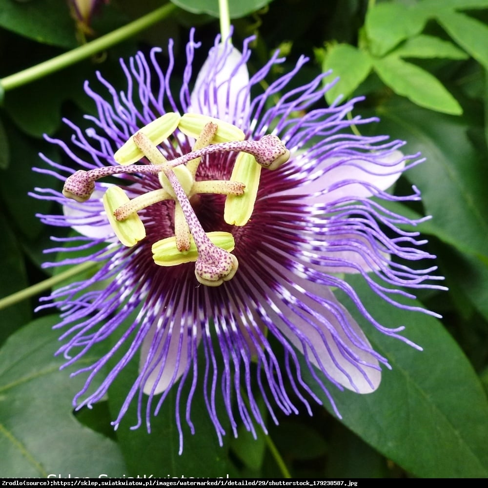 Męczennica Purple Haze  - Passiflora Purple Haze 