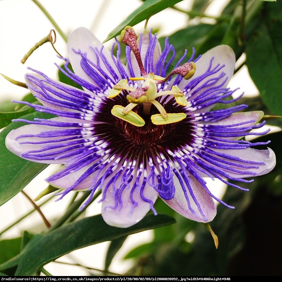 Męczennica Purple Haze  - Passiflora Purple Haze 