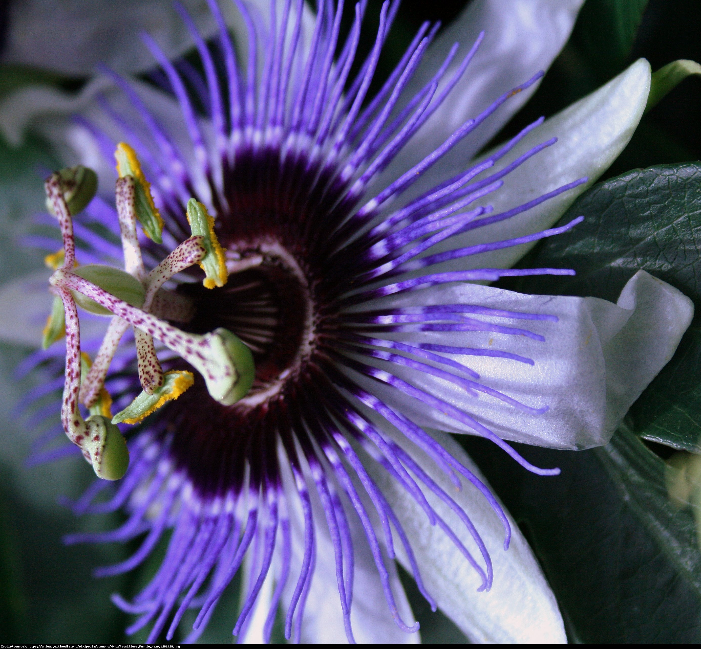 Męczennica Purple Haze  - Passiflora Purple Haze 