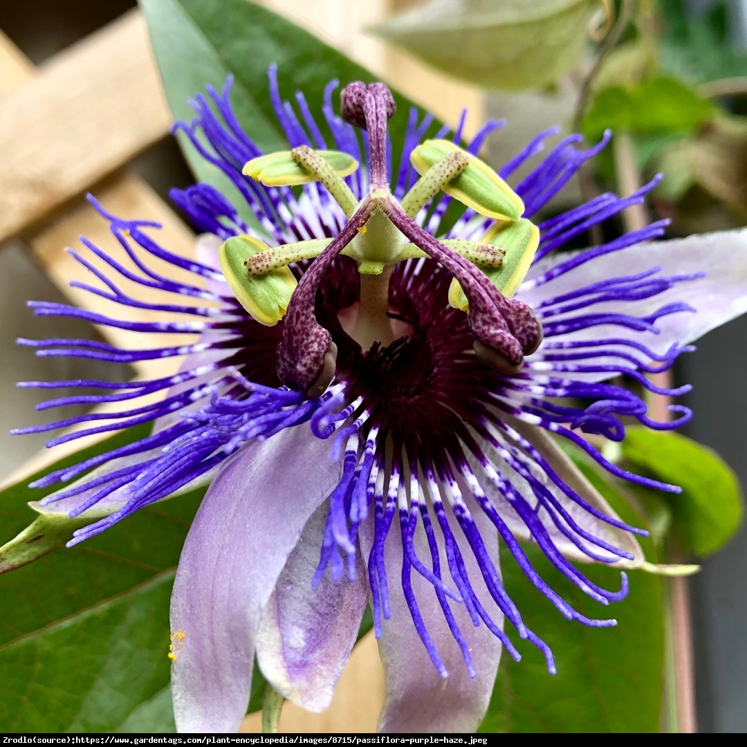 Męczennica Purple Haze  - Passiflora Purple Haze 