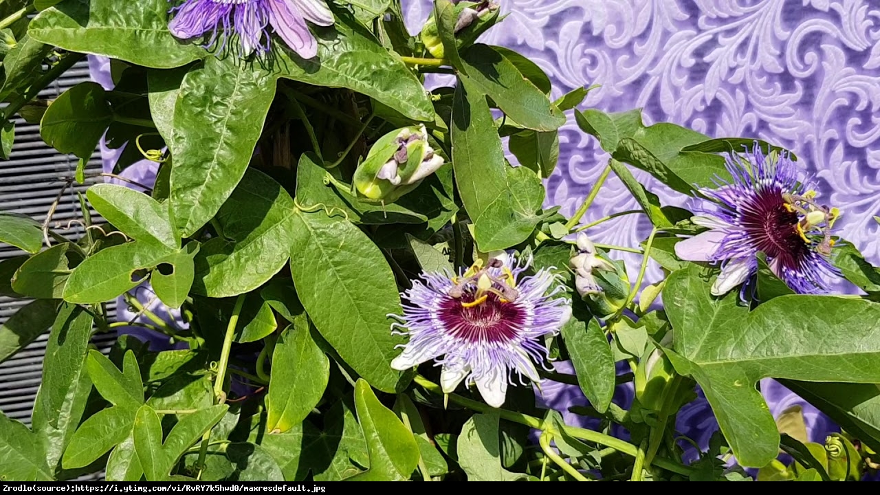 Męczennica Purple Haze  - Passiflora Purple Haze 