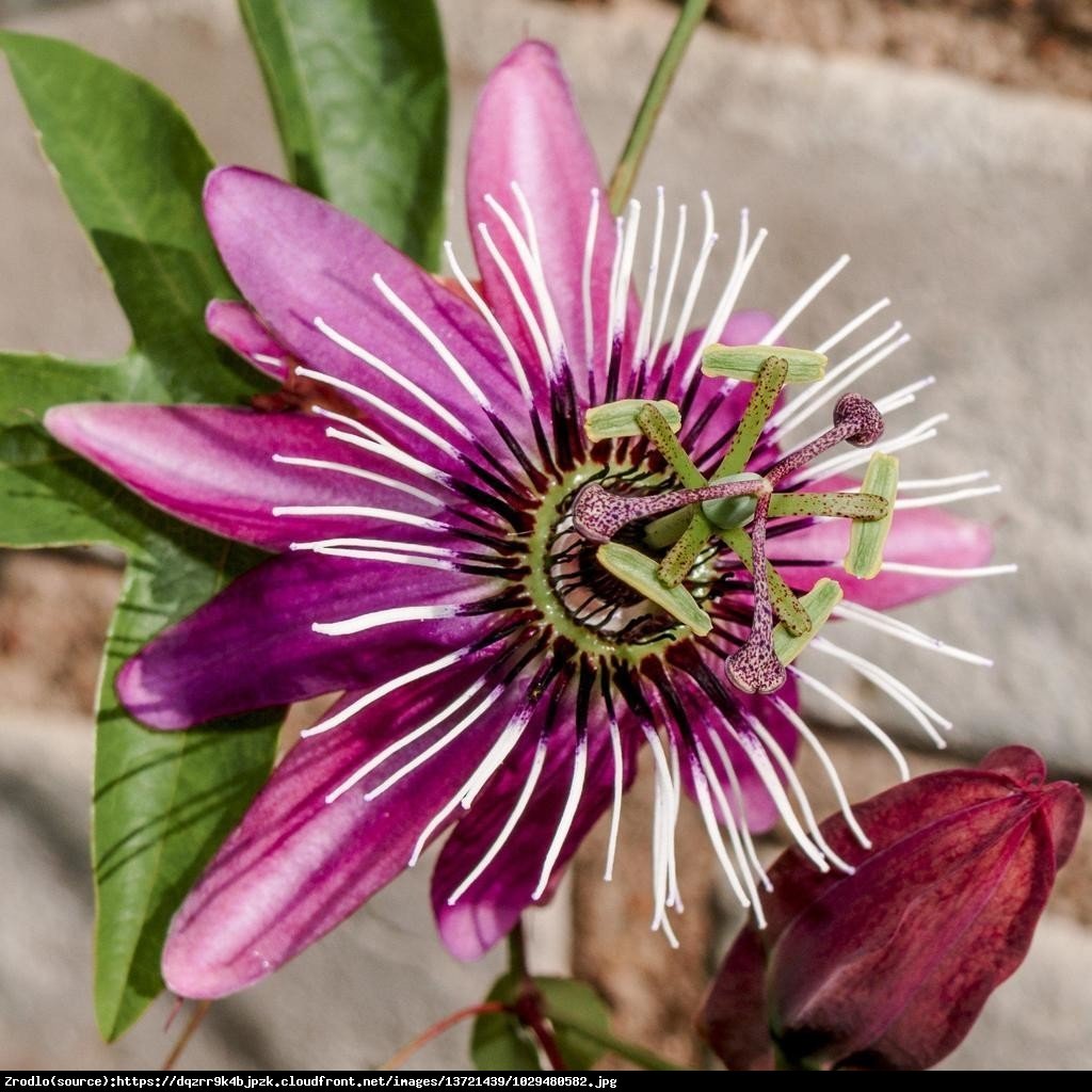 Męczennica Victoria  - Passiflora Victoria 