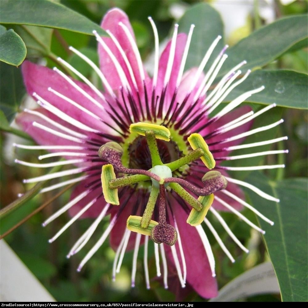 Męczennica Victoria  - Passiflora Victoria 