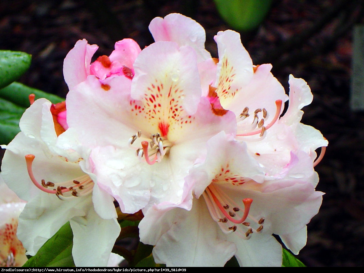 Różanecznik Simona - Rododendron  Siomona