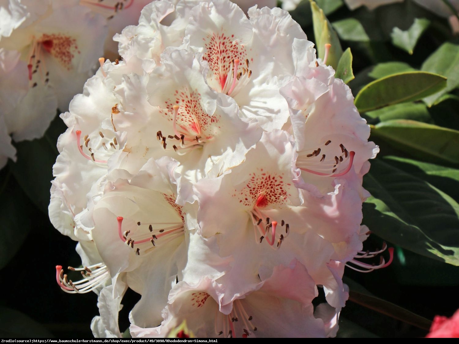 Różanecznik Simona - Rododendron  Siomona