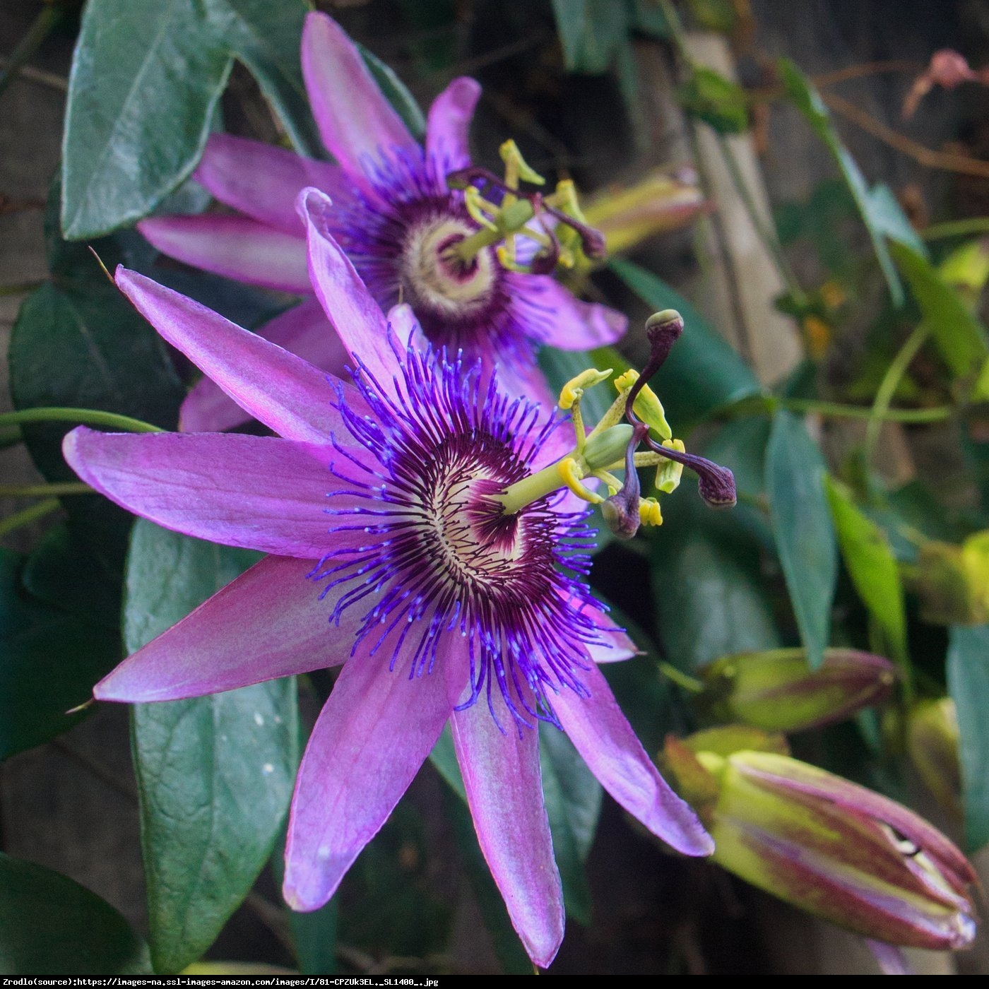 Męczennica Lavender Lady - Passiflora Lavender Lady