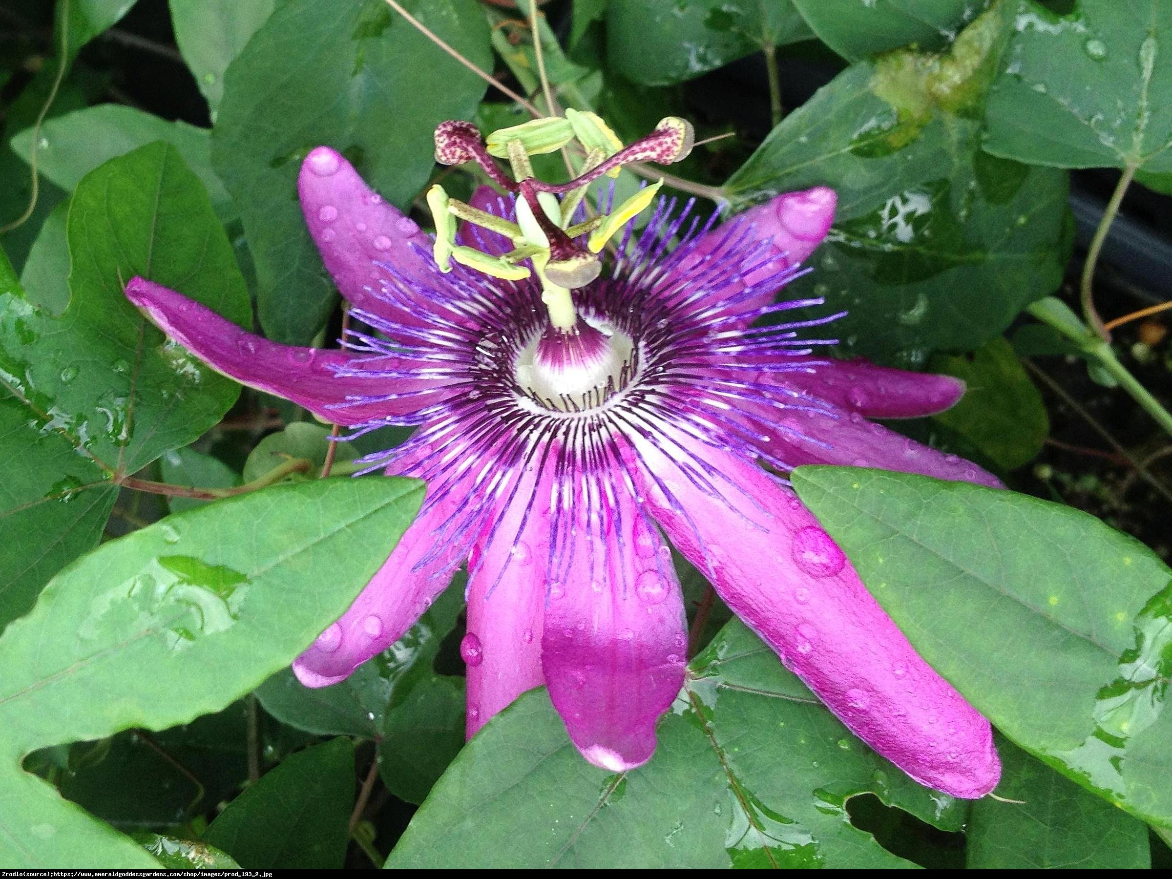 Męczennica Lavender Lady - Passiflora Lavender Lady